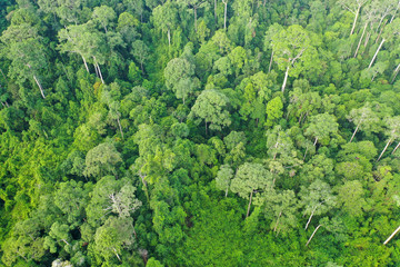 Aerial view of wild Borneo Rainforest or Rain Forest.