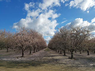 Almond Orchard in Bloom 2