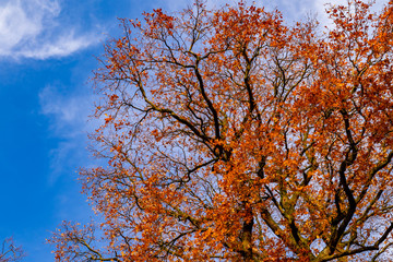 colorful and beautiful autumn tree during the fall season from below