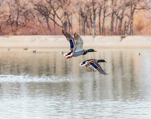 Ducks flying over a pond in autumn.