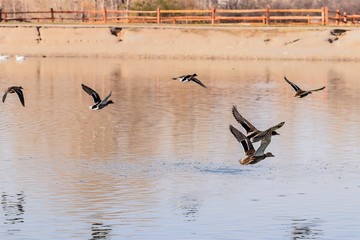 Ducks flying over a pond in autumn.