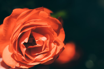 beautiful flower background; nature backgound; vintage style