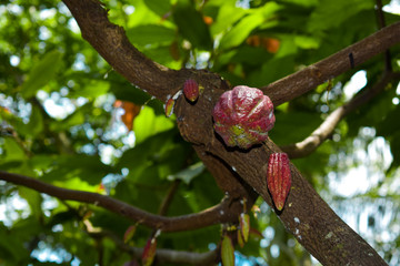 fruits de cacao