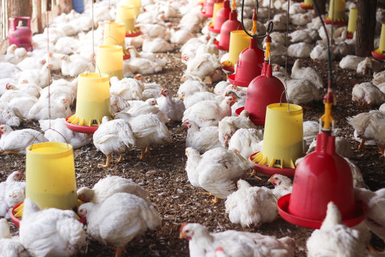Farm for growing broiler chickens to the age of one and a half months