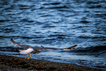 Seagull ready to take off from the shoreline
