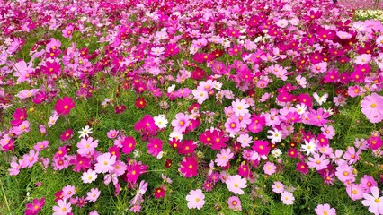 pink flowers in the garden