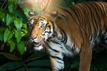 Photos of tiger naturally.