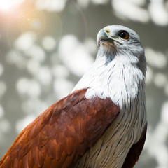 The brahminy kite (Haliastur indus)