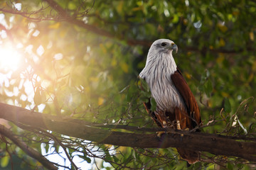 The brahminy kite (Haliastur indus)