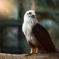 The brahminy kite (Haliastur indus)