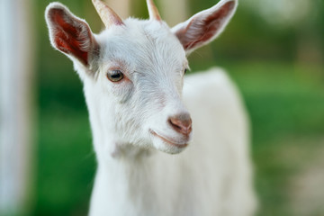 portrait of a goat