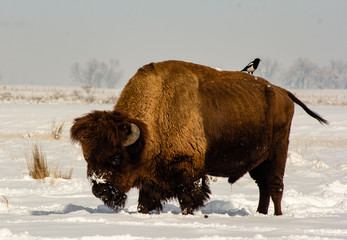 Magpie Perched on the Back of an American Bison After a Snow Storm © Steve