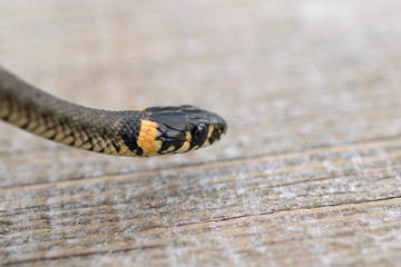 Wooden background with free space for text and live wild snake.