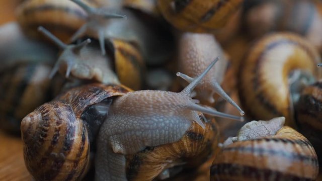 snails interact with each other close up