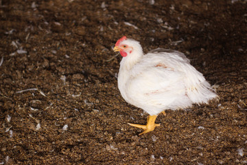 Indoors white chicken farm, chicken feeding