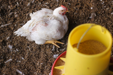 Indoors white chicken farm, chicken feeding