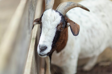 Ziege