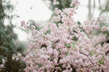 pink flower branches