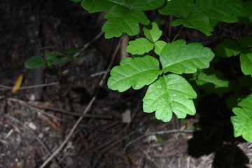 Poison oak 1