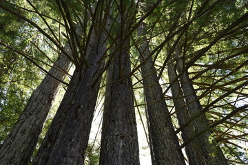 Coastal Redwoods 4