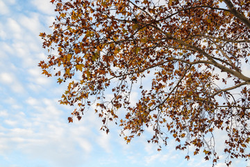 Tree on an autumn day viewed from below