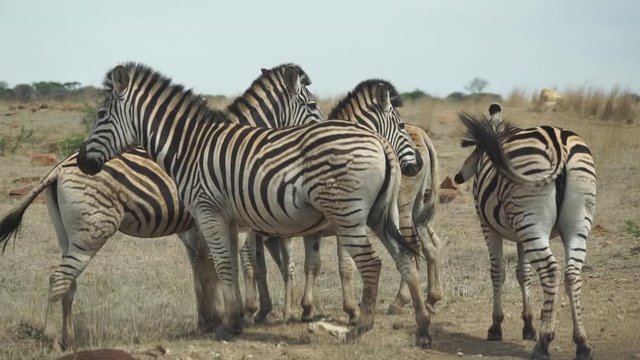 A small herd of zebra standing in the middle of a dirt road shaking and swishing flies, South Africa, Self guided safari