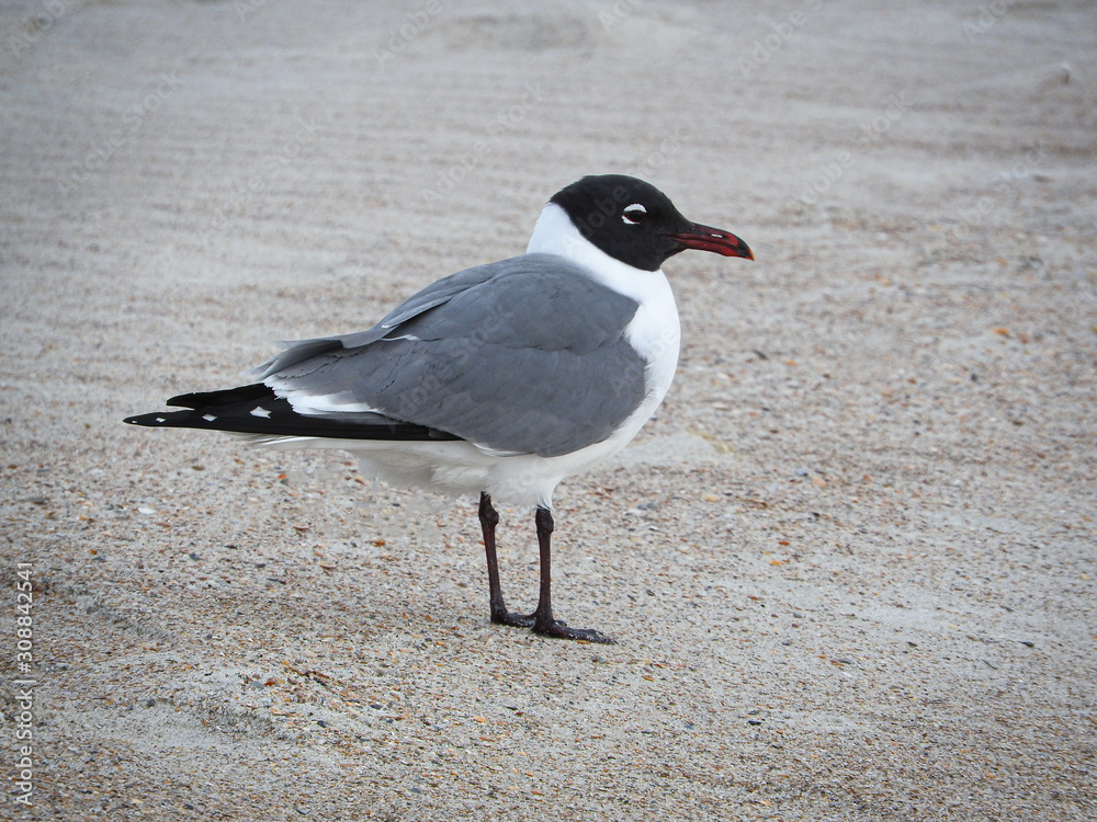 Wall mural seagull on the beach