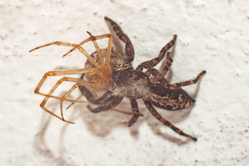 Jumping spider attack