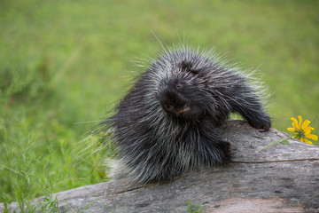Silly face Porcupine 
