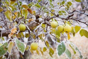 A golden delicious apple orchard in winter with apples and autumn leaves still on the tree