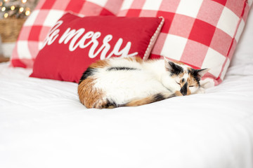 Calico cat curled up on the bed at Christmas time