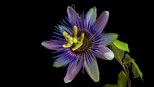 Beautiful exotic flower blooming close up. Taimlapse. 4K