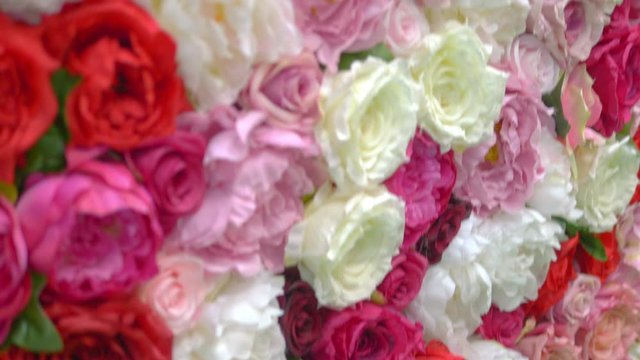 Wall of pink, white and red roses in 4K slow motion 60fps 
