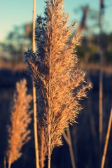 Close up of common reed during golden hour
