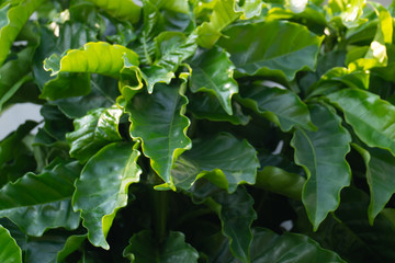 Fototapeta premium Coffee leaves in a coffee plantation in Thailand