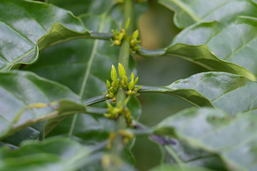 Coffee leaves in a coffee plantation in Thailand