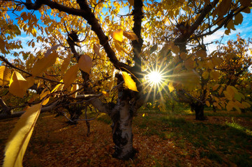 Cherry tree in the fall after harvest