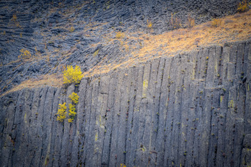 Bush on basalt column