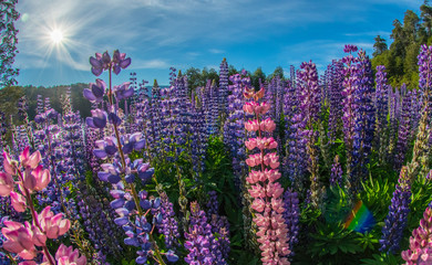 field of purple flowers
