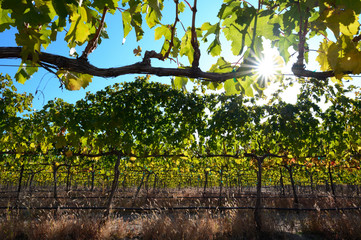 Vineyard at the beginning of fall during harvest season