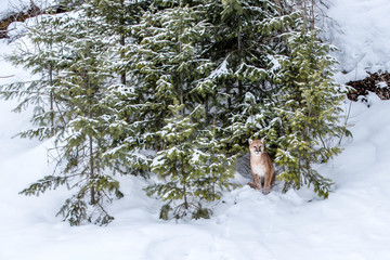 Hiding mountain lion