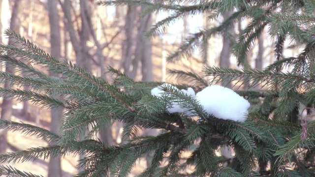Fir tree in winter city close up