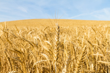 Ears of wheat detail. golden wheat field