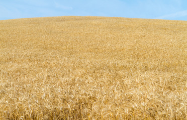 field of wheat landscape