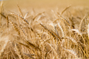 field of wheat. spike detail close up. Ears of wheat