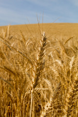 field of wheat. spike detail close up
