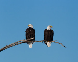 Bald Eagle Eyed Sentries Alert for Anything that Moves