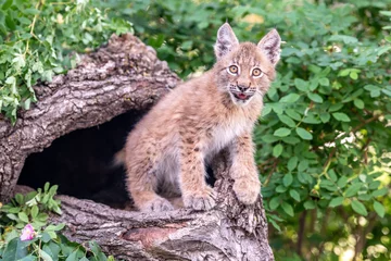 Fotobehang lynx op boom © Kory