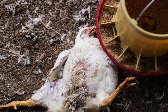 Chicken that died on a chicken farm