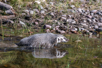 Badger in Water